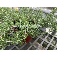 萬花叢 蔓性迷迭香盆栽 香草植物 居家綠植 料理香料, 紅棕色, 1個