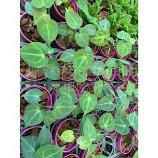 萬花叢 觀葉植物 圓葉花燭 3吋盆 高約3-8cm, 1個