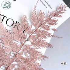 大好屋 永生蕾絲蕨 雪花蕨 碗蕨 葉材, 蕾絲蕨【卡粉】大束