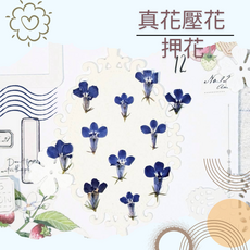 六倍利 押花 / 真花 / 乾燥花, 六倍利-藍色小朵