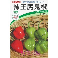 【野菜部屋~】M17 鬼椒種子 泰國進口 辣度高 香氣足 知名品種, 1包