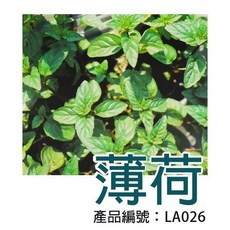 【醬米資材】DIY種子栽種薄荷盆栽 新手入門款 體驗滿滿成就感, 1件, 種子
