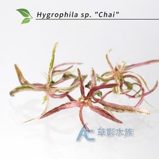 【AC草影】Hygrophila sp./Chai/【一株】