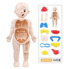 翠樂絲 3D人體器官模型 人體器官模型玩具 身體科普玩具 醫生玩具 人體構造 人體器官 兒童 扮家家酒 翠樂絲, 1個, 基本款