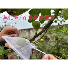 園藝城堡 無花果網袋 百香果網袋 草莓網袋 水果套袋 雙拉繩, 1個, 10*15cm (100入)