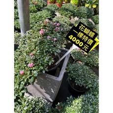 霏霏園藝杜鵑花蝴蝶 花色鮮豔易於照料 為庭院增添色彩 特價4000元