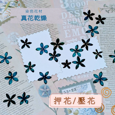 手工 DIY 壓花 染色押花花材, 染色袖珍仙丹花-深藍色