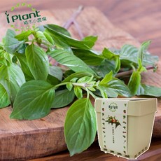 iPlant 積木農場 貓薄荷盆栽 附贈種子, 九層塔, 九層塔