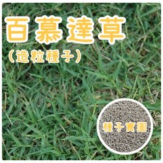 百慕達草籽 (造粒種子) 高發芽率 耐踐踏 庭院草坪 運動場 綠化工程適用, 1個