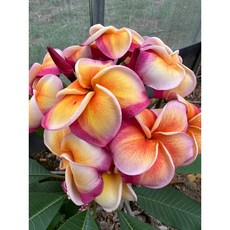 【花痴植人】售枝條 植人2206號 雞蛋花 Plumeria, 45公分左右三叉無根枝條