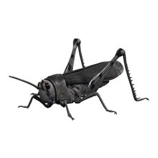 BANDAI 生物大圖鑑 擬態蝗蟲 模型, 1個, 3.黑色蝗蟲