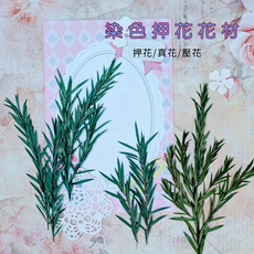 染色押花花材, 染色串錢柳