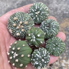 Astrophytum屬 仙人掌 實生兜 精選圓潤株型 居家綠意盆栽, 1個, 綠色, 1