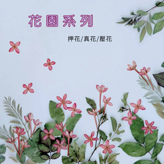 天然植物 押花 手作DIY 乾燥花材 花園系列, 花園系列袖珍仙丹花正面+側壓