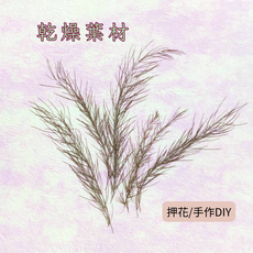 染色蘆葦葉 押花 乾燥葉材, 染色蘆筍葉紅棕色短枝