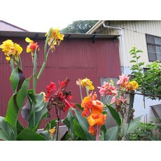 美人蕉 (蓮蕉 曇華), 1個, 每包4種各2裸株
