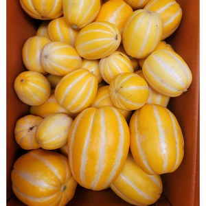 성주 꿀 참외 산지직송 당도선별 가정용, 5kg (가정용 랜덤과), 1개