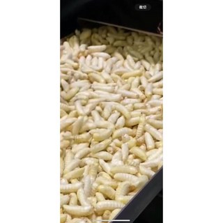 高蛋白營養 凍乾 蜂蛹 寵物凍乾食品, 1個