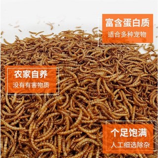F邦邦水族 真空包裝 大麥蟲乾/麵包蟲乾 食蟲目小動物 蜜袋鼯 刺蝟 鼠 龜 蛙 鳥 水族魚 花羅漢 螯蝦 淡水龍蝦, 1個, 麵包蟲500克
