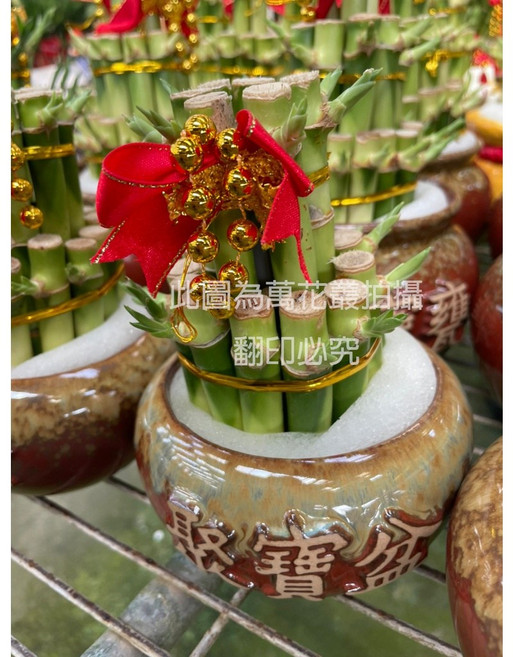 萬年青盆栽 (三層小聚寶盆), 1個