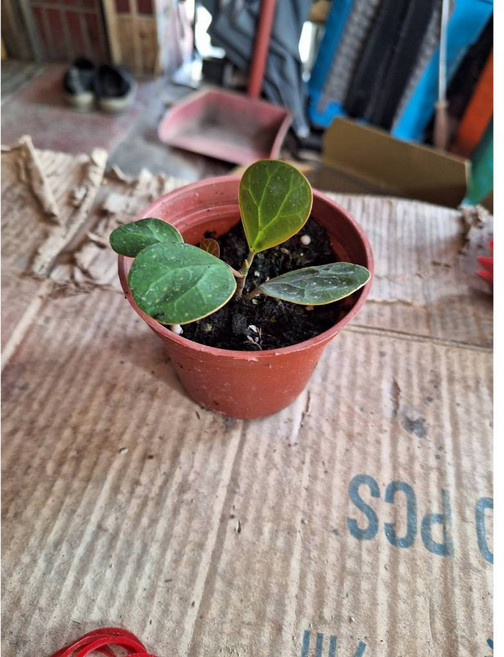 萬花叢 觀葉植物【小盼菩提】3吋盆栽 - 室內綠植盆栽 療癒, 棕色, 1個