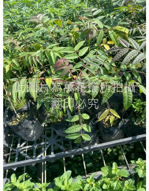 香椿 3吋盆, 1個