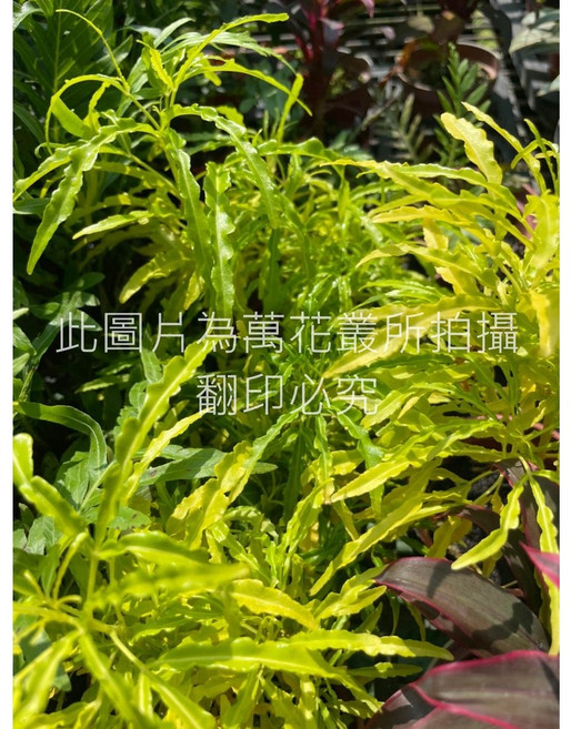 萬花叢 灌木植物 - 室內綠植盆栽、美化環境、淨化空氣, 三爪金龍, 1個
