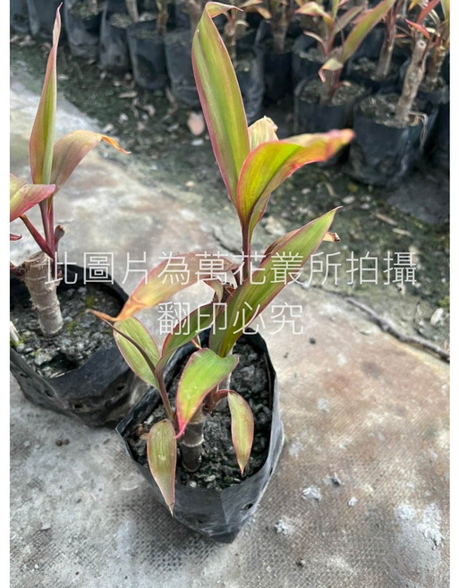 萬花叢 灌木植物【株蕉/朱蕉】(一組10盆) 室內盆栽 觀葉植物