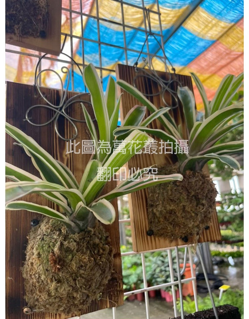 萬花叢 上板彩葉鳳梨觀葉植物, 綠色