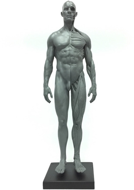 北星文化 藝用人體解剖模型, 灰色, 1個
