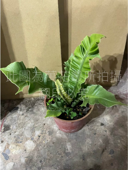 萬花叢 銀翼山蘇 觀葉植物 室內盆栽 淨化空氣, 棕色, 1個