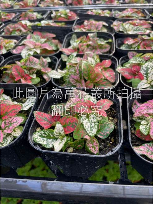 萬花叢 觀葉植物【嫣紅蔓】 - 室內盆栽、觀賞植物、淨化空氣, 三色, 1個