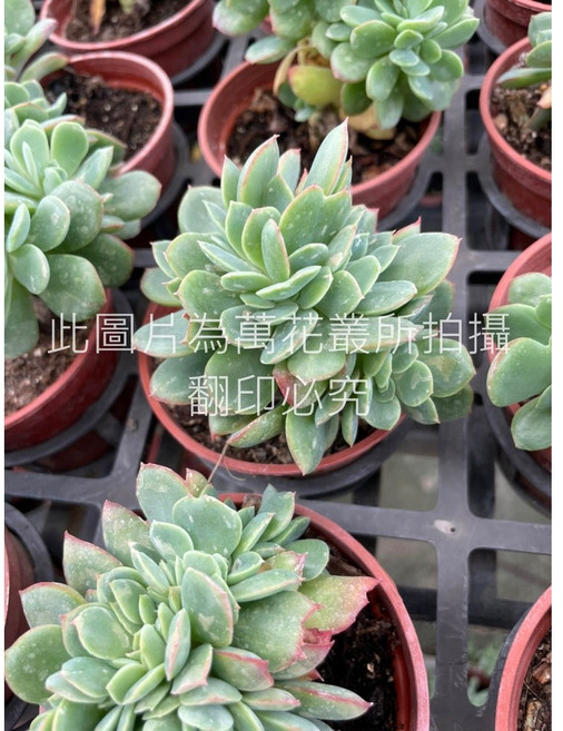 萬花叢 多肉植物【綺羅】 - 療癒系盆栽 輕鬆妝點您的生活空間