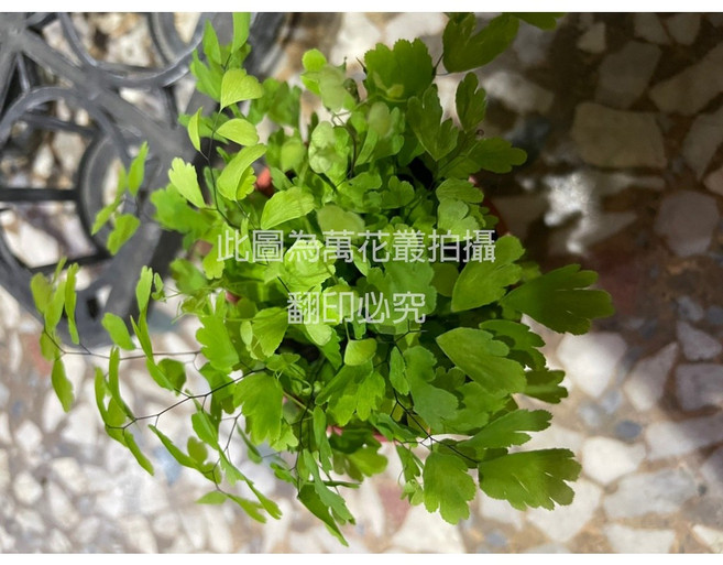 萬花叢 觀葉植物 鐵線蕨 室內盆栽, 1個