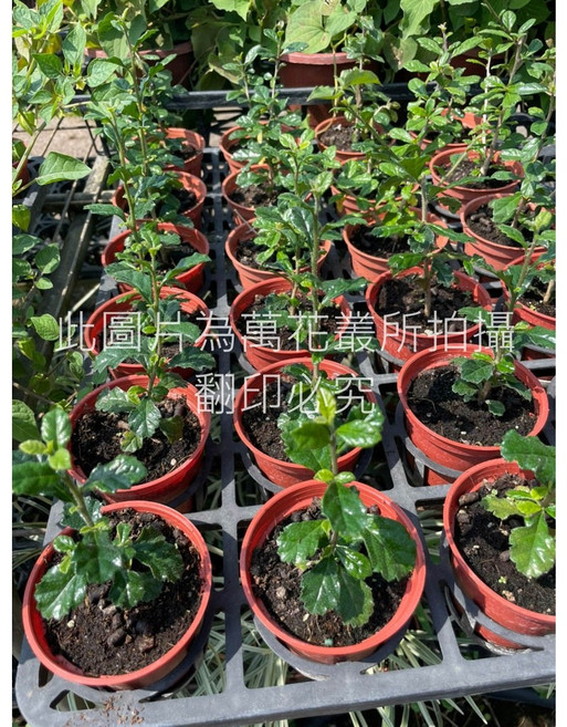 萬花叢 喬木植物 福建茶 (高約5-10cm) 室內盆栽, 紅棕色, 1個