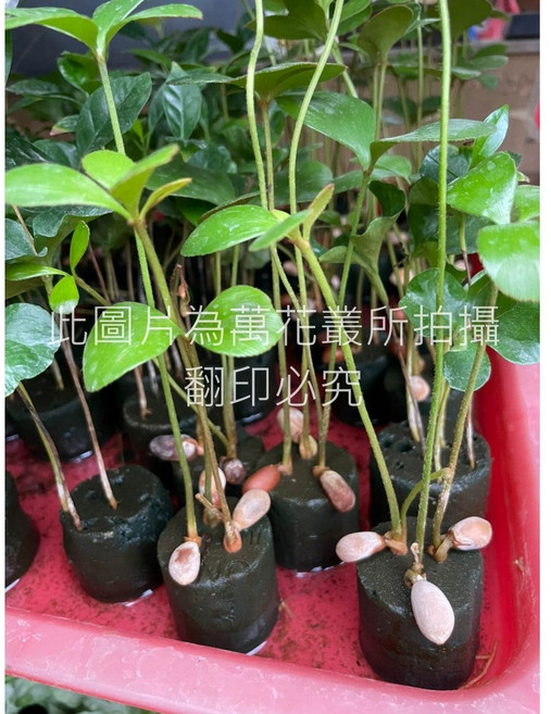 萬花叢 觀葉植物【幸運樹/闊葉鐵樹】海綿盆栽 高約3-8cm 迷你盆栽 辦公室盆栽, 綠色, 1個