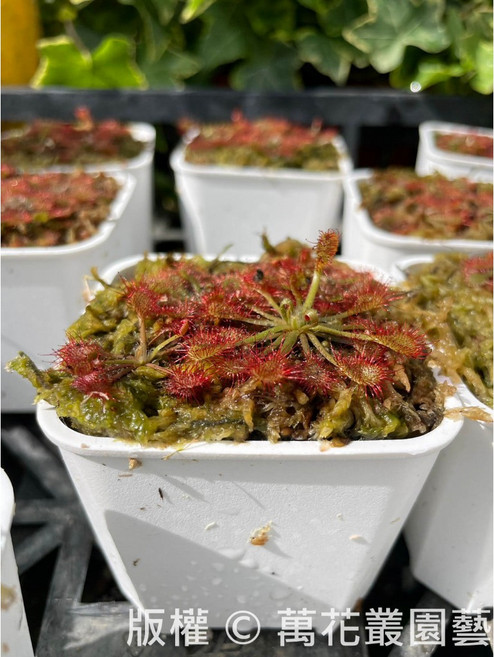 萬花叢 食蟲植物 毛氈苔(隨機多株2-4株) 3吋盆 迷你盆栽 辦公室小物, 白色, 1個