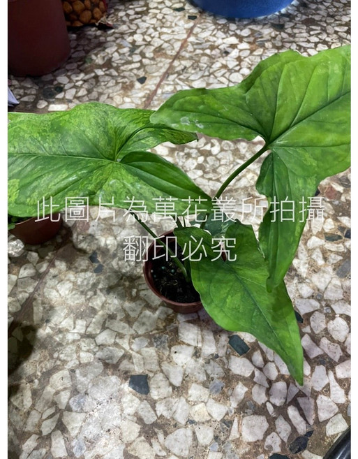 萬花叢 觀葉植物 莫吉托合果芋 室內盆栽 淨化空氣
