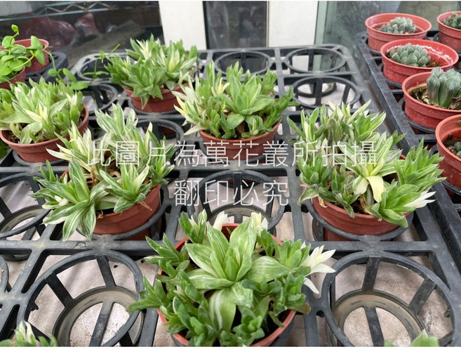 萬花叢 多肉植物 - 療癒系盆栽、室內綠植