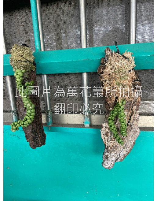 萬花叢 多肉植物【豆豆龍】上板 10-20cm 療癒盆栽 居家裝飾, 1個