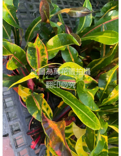 萬花叢 彩鑽變葉木 居家綠植 淨化空氣 觀葉植物, 多色, 1個
