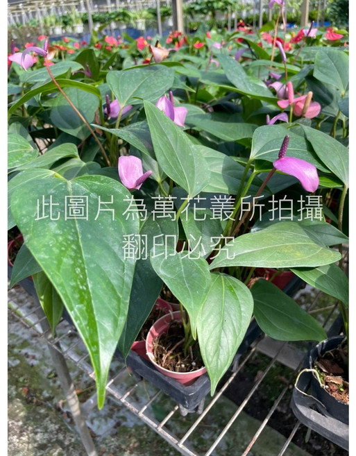 萬花叢 花卉植物【火鶴花】3吋盆栽 - 室內盆栽、淨化空氣、花卉, 紫色, 1個