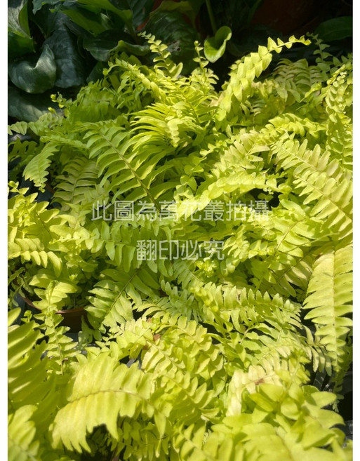 萬花叢 觀葉植物【黃金蕨】 - 室內綠植盆栽、淨化空氣、療癒盆栽, 黃色, 1個