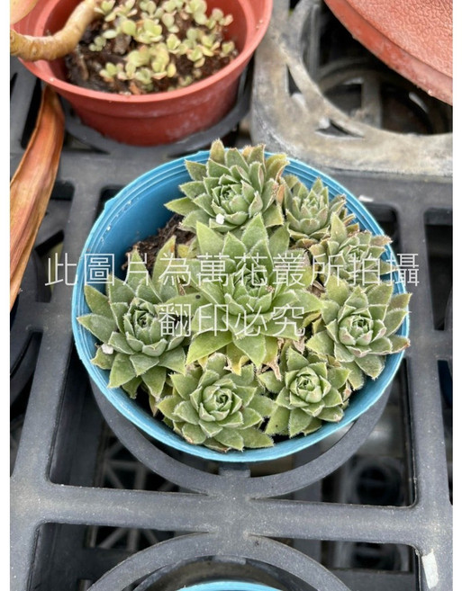 萬花叢 多肉植物 - 療癒系盆栽 輕鬆妝點您的生活空間, 藍色, 1個