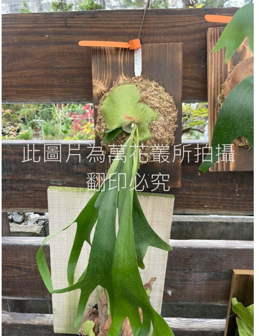 萬花叢 觀葉植物 千手觀音鹿角蕨 3號板 高約20-45cm 室內盆栽, 1個