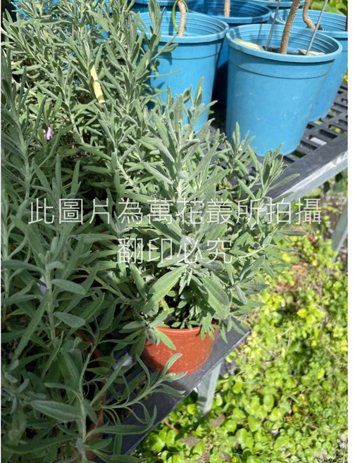 萬花叢 香草植物【甜薰衣草】 - 療癒香氛 居家綠植, 1個