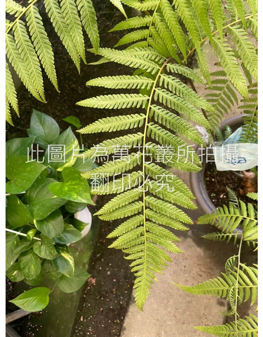 萬花叢 觀葉植物 金狗毛蕨 9吋-1尺盆栽 (蕨類) 室內盆栽 綠植, 綠色, 1個