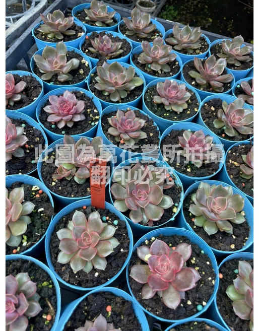 萬花叢 多肉植物【美娜】 - 室內綠植盆栽、療癒系多肉, 藍色, 1個