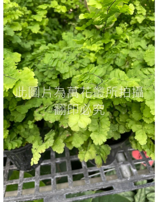 萬花叢 雲朵鐵線蕨 觀葉植物 室內盆栽 淨化空氣, 1個