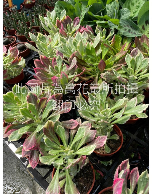 萬花叢 多肉植物【翡翠閣錦】 - 易於照護、美化空間